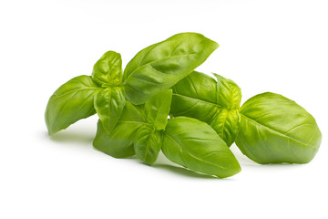 Basil.