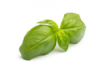 Basil.