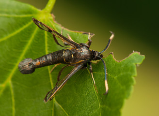 Synanthedon spheciformis