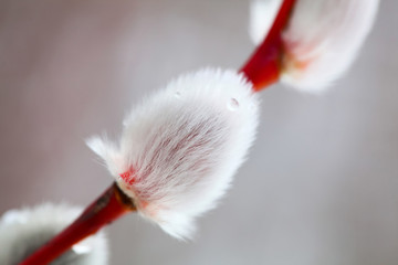 Beautiful white pussy willow (closeup) - 53454396