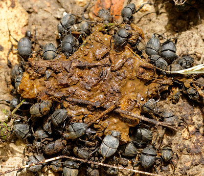dung beetles in the excreta