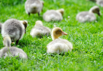 Goslings are on a green grass