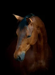 Papier Peint photo Lavable Chevaux cheval sur noir