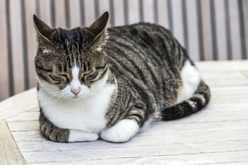 cute cat sleeping at at the table