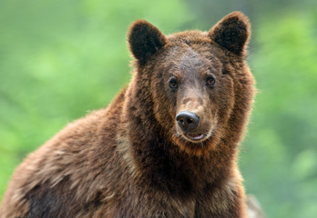 Obraz na płótnie Canvas Brown bears in the Carpathians.