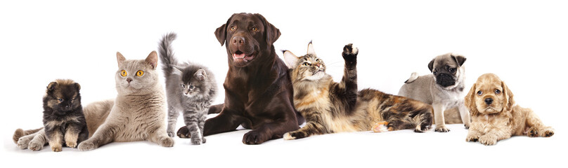 Obraz premium Group of cats and dogs in front of white background