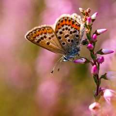 Silver studded Blue Butterfly (Plebeius argus) on Heath