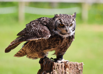 Long Eared Owl