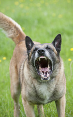 Snarling police dog showing teeth