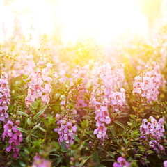 Flower background with sun rays.Shallow of DOF