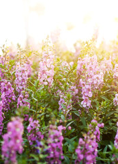 Obraz premium Flower background with sun rays.Shallow of DOF