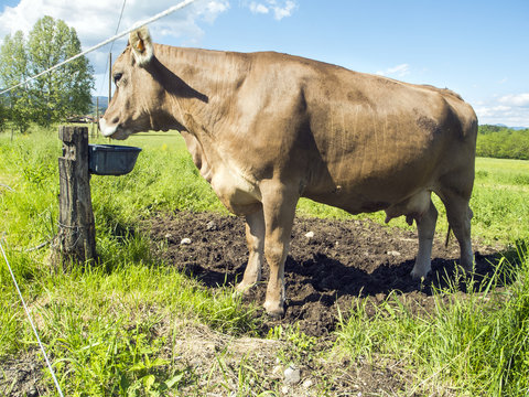 Grazing cow color image