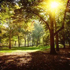 Trees and autumn leaves in Central Park New York, USA.