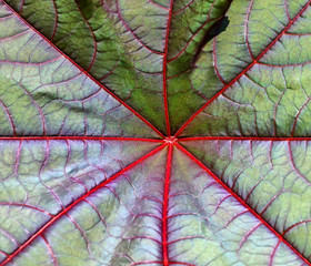Leaf structure with rays coming out from the center