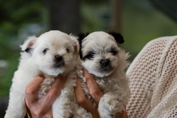 holding puppies