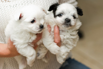 holding puppies