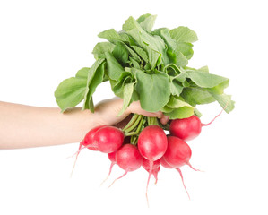 Fresh Red Radishes with Green Leaves