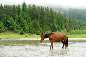 A horse in a river