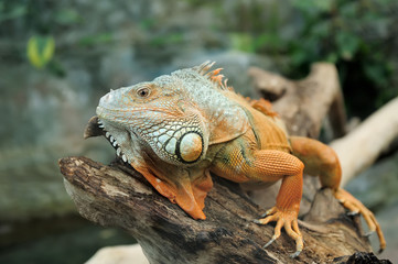 Iguana
