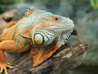 Iguana
