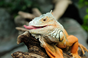 Iguana