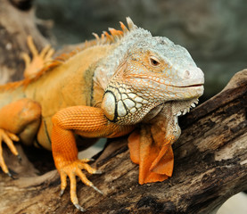 Fototapeta premium Iguana