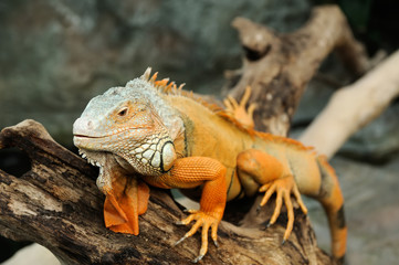 Iguana