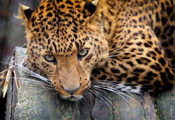Leopard