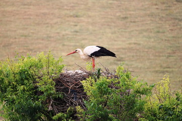 Stork on a tree