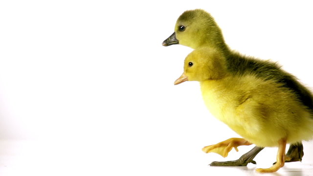 duckling and goseling are awkwardly walking together on a white 
