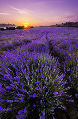 Lavendel veld