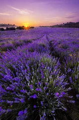 Deurstickers Aubergine Lavendel veld