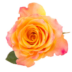 Naklejka premium Orange rose