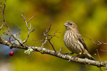 House Finch (Carpodacus mexicanus) is a bird in the finch family Fringillidae.  Мексиканская чечевица.