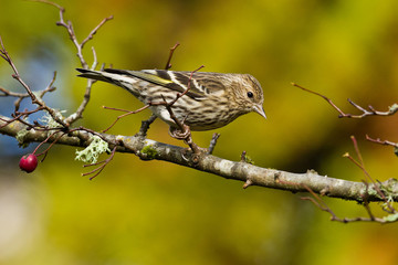 Pine Siskin (Carduelis pinus).  The Pine Siskin is a North American bird in the finch family.  Сосновый чиж.