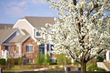 Blossom Trees in the City