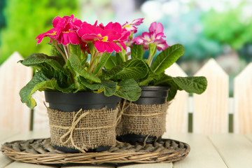 Beautiful pink primulas in flowerpots,