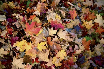 Autumn Leaves Background