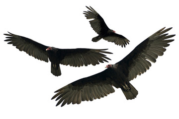 Naklejka premium Vulture Isolated on White