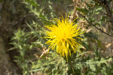 Yellow thistle flower