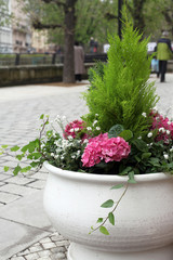 Cachepot with blooming hydrangea on street