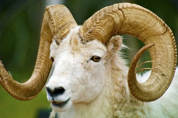 Naklejka premium Dall Sheep Closeup