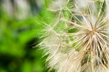 Fototapeta premium Plant fluffy