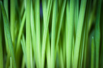 Fototapeta na wymiar Fresh green grass, background with vignette.