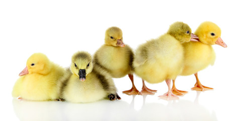 Little ducklings isolated on white