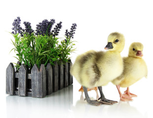 Little ducklings with flower isolated on white