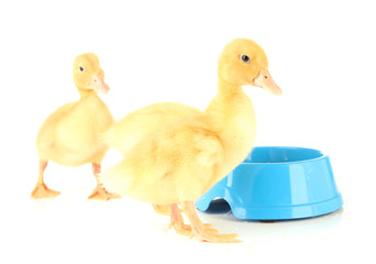 Cute ducklings, with drinking bowl isolated on white