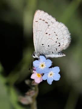 Blue Nymph Butterfly on Blue Flowers