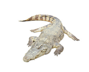 Crocodile on white background