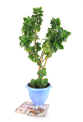 Money tree with money isolated on white
